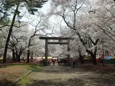 White cherry blossoms at Omiya Park