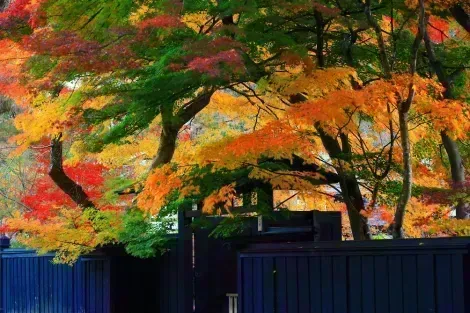 Fall leaves in Kakunodate samourai district