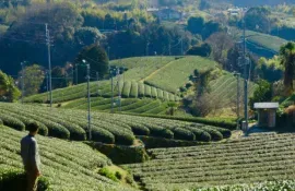 Les champs de thé d'Uji